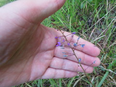 Desmodium marilandicum