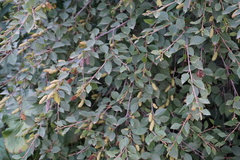 Betula raddeana