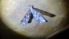 Crambomorphus namibicus