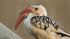 Tockus damarensis