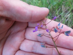 Desmodium marilandicum