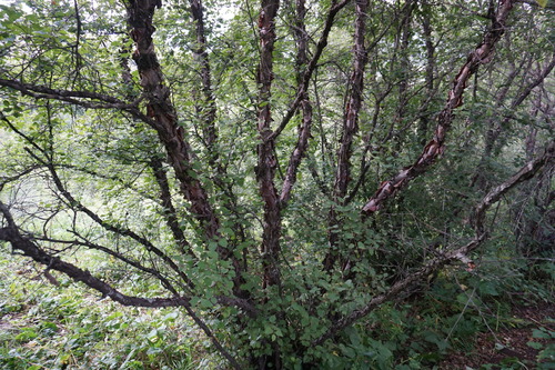 Betula raddeana