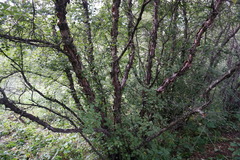 Betula raddeana