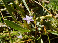 Gentianella amarella acuta