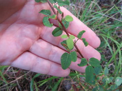 Desmodium marilandicum