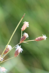 Fimbristylis puberula