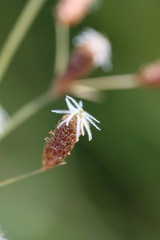 Fimbristylis puberula