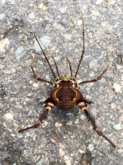 Geraeocormobius sylvarum