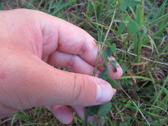 Desmodium marilandicum