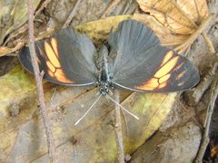 Pereute charops charops