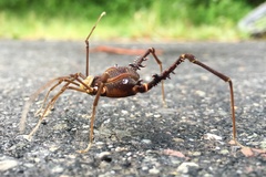 Geraeocormobius sylvarum