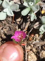 Lewisia pygmaea
