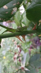 Conocephalus brevipennis