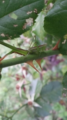 Conocephalus brevipennis