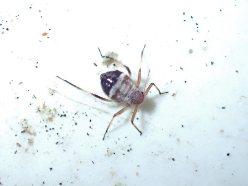 Corsican Pine Shoot Aphid