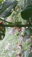 Conocephalus brevipennis