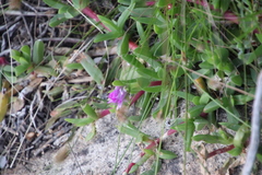 Ruschia rubricaulis