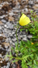 Papaver lapponicum