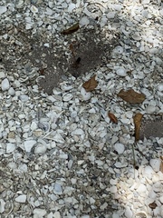 Sphex jamaicensis