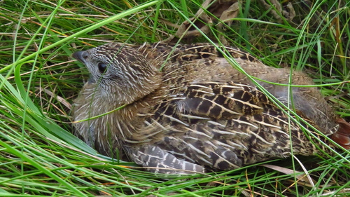 Perdiz pardilla (Perdix perdix)
