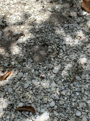 Sphex jamaicensis