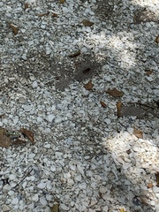 Sphex jamaicensis