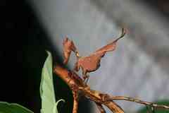 Acanthops fuscifolia