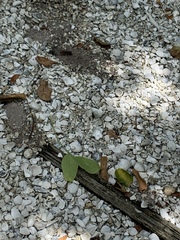 Sphex jamaicensis