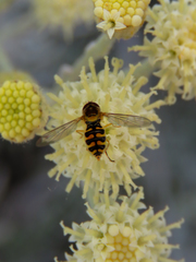 Toxomerus vertebratus