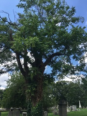 Ailanthus