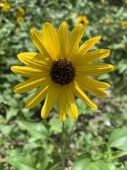 Helianthus debilis image