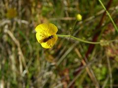 Pyrophaena granditarsis