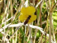 Pyrophaena granditarsis