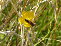 Pyrophaena granditarsis