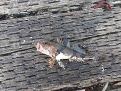 Myoxocephalus aenaeus