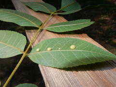 Caryomyia persicoides