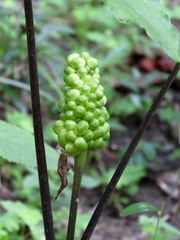 Arisaema quinatum