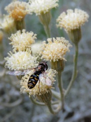 Austroscaeva melanostoma