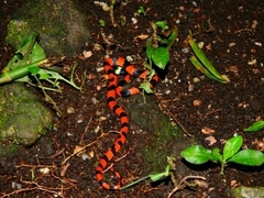 Oxyrhopus petolarius