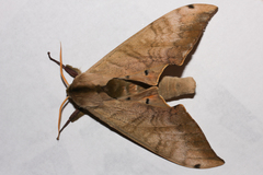 Smerinthini
