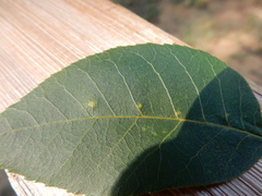 Caryomyia persicoides