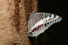 Charaxes castor