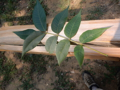 Caryomyia persicoides