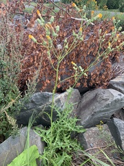 Sonchus arvensis uliginosus
