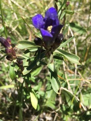 Gentiana affinis