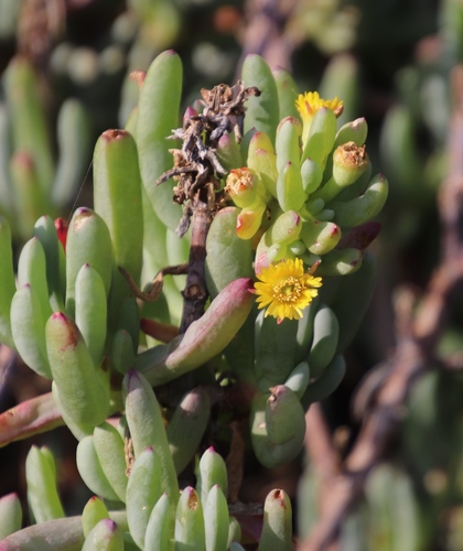 Rimaria pole-evansii N.E.Br.