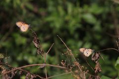 Danaus chrysippus dorippus