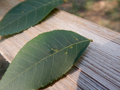 Caryomyia persicoides