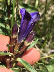 Gentiana affinis