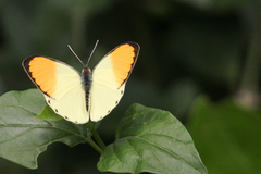 Colotis auxo